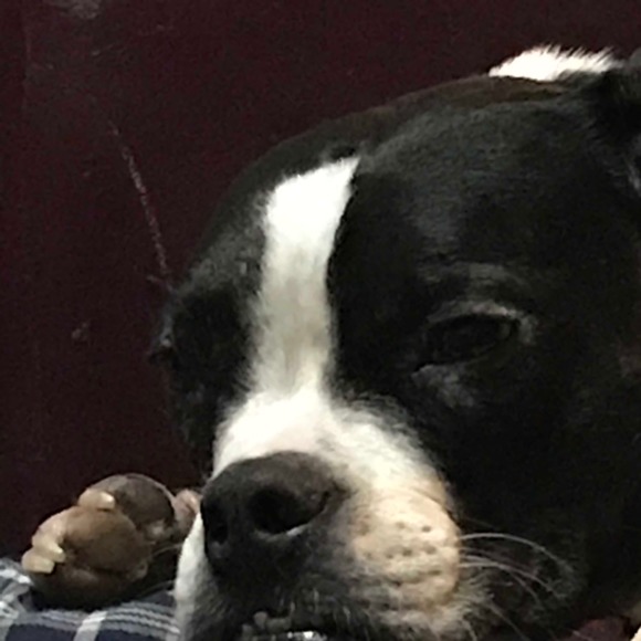 Meet your Posher, Gwyn - Picture 1 of 1